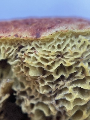  ( - HAY-F-004236)  @11 [ ] by-nc (2023) Jaren Hockert Fungal Diversity Survey