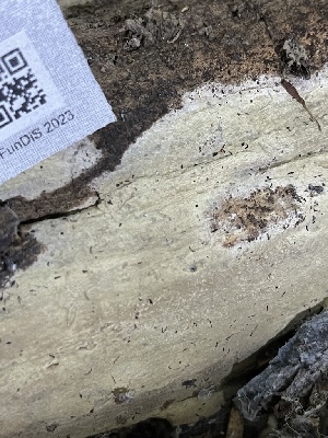  ( - HAY-F-004333)  @11 [ ] by-nc (2023) Jaren Hockert Fungal Diversity Survey