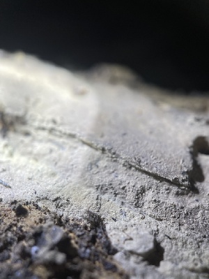  ( - HAY-F-004333)  @11 [ ] by-nc (2023) Jaren Hockert Fungal Diversity Survey