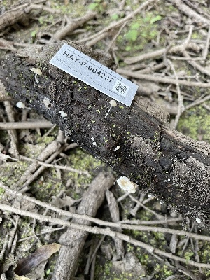  ( - HAY-F-004237)  @11 [ ] by-nc (2023) Jaren Hockert Fungal Diversity Survey