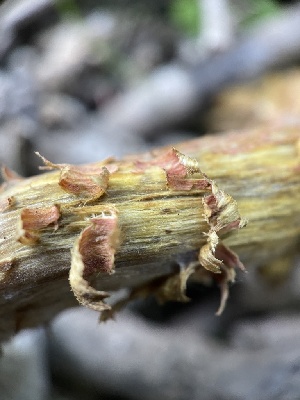  ( - HAY-F-004235)  @11 [ ] by-nc (2023) Jaren Hockert Fungal Diversity Survey