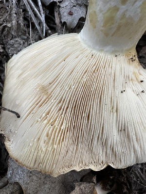  ( - HAY-F-001739)  @11 [ ] by-nc (2023) Bat Vardeh Fungal Diversity Survey