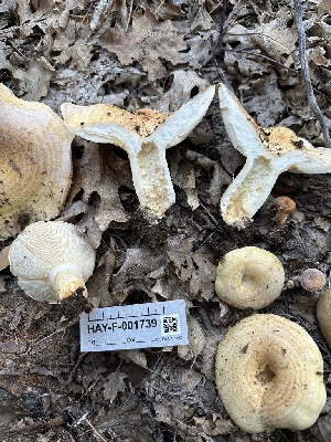  ( - HAY-F-001739)  @11 [ ] by-nc (2023) Bat Vardeh Fungal Diversity Survey