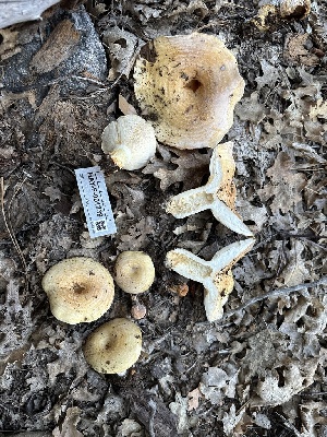  ( - HAY-F-001739)  @11 [ ] by-nc (2023) Bat Vardeh Fungal Diversity Survey