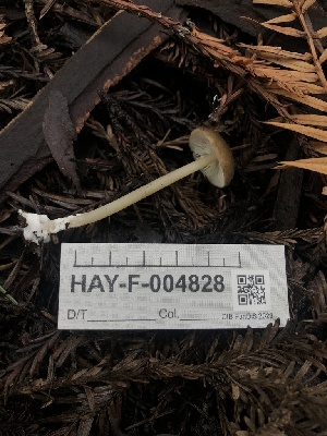  ( - HAY-F-004828)  @11 [ ] by-nc (2023) Dean Lyons Fungal Diversity Survey