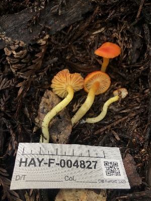  ( - HAY-F-004827)  @11 [ ] by-nc (2023) Dean Lyons Fungal Diversity Survey