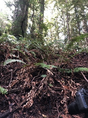  ( - HAY-F-004827)  @11 [ ] by-nc (2023) Dean Lyons Fungal Diversity Survey