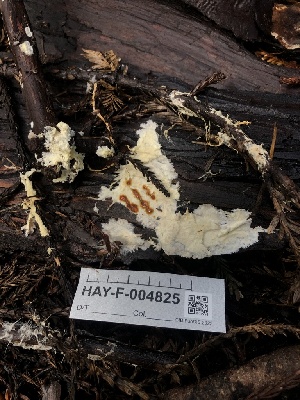  ( - HAY-F-004825)  @11 [ ] by-nc (2023) Dean Lyons Fungal Diversity Survey