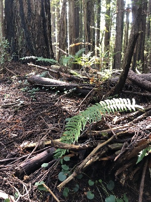  ( - HAY-F-004823)  @11 [ ] by-nc (2023) Dean Lyons Fungal Diversity Survey