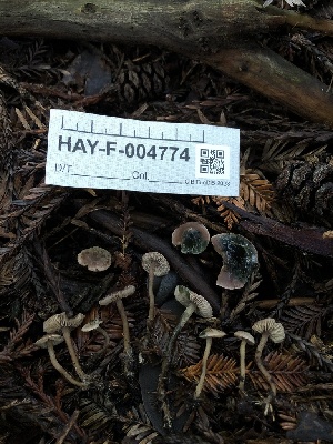 ( - HAY-F-004774)  @11 [ ] by-nc (2023) Dean Lyons Fungal Diversity Survey