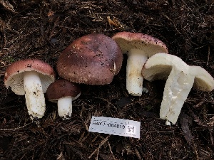  ( - HAY-F-004819)  @11 [ ] by-nc (2023) Dean Lyons Fungal Diversity Survey