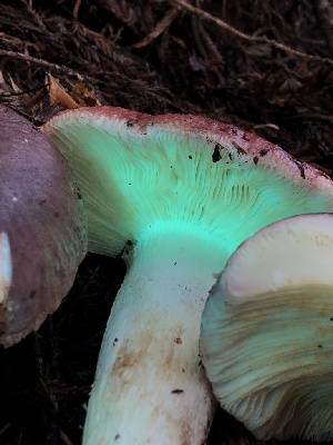  ( - HAY-F-004819)  @11 [ ] by-nc (2023) Dean Lyons Fungal Diversity Survey