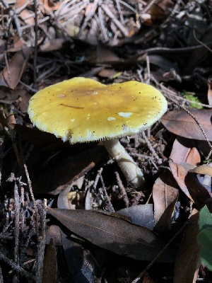  ( - HAY-F-004786)  @11 [ ] by-nc (2023) Dean Lyons Fungal Diversity Survey
