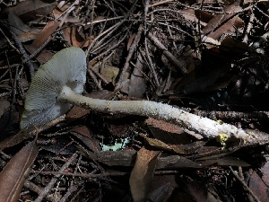  ( - HAY-F-004786)  @11 [ ] by-nc (2023) Dean Lyons Fungal Diversity Survey