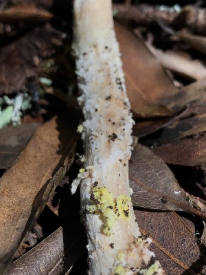  ( - HAY-F-004786)  @11 [ ] by-nc (2023) Dean Lyons Fungal Diversity Survey