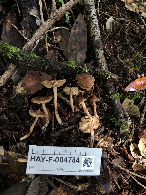  ( - HAY-F-004784)  @11 [ ] by-nc (2023) Dean Lyons Fungal Diversity Survey