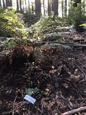  ( - HAY-F-004780)  @11 [ ] by-nc (2023) Dean Lyons Fungal Diversity Survey