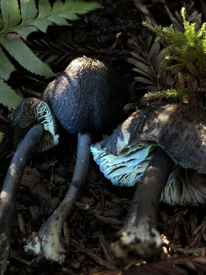  ( - HAY-F-004780)  @11 [ ] by-nc (2023) Dean Lyons Fungal Diversity Survey