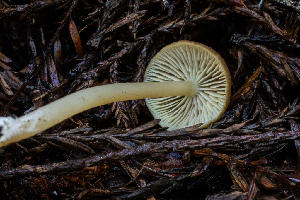  ( - HAY-F-004828)  @11 [ ] by-nc (2023) Dean Lyons Fungal Diversity Survey