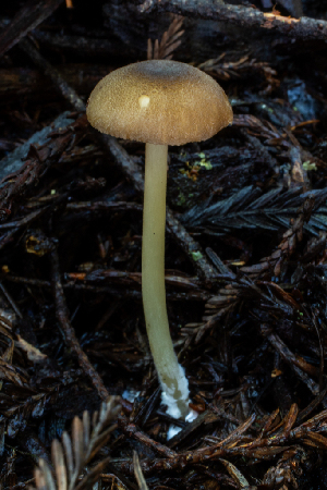  ( - HAY-F-004828)  @11 [ ] by-nc (2023) Dean Lyons Fungal Diversity Survey