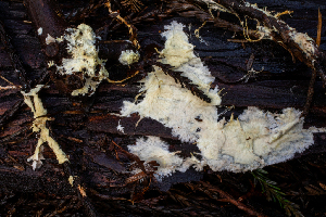  ( - HAY-F-004825)  @11 [ ] by-nc (2023) Dean Lyons Fungal Diversity Survey