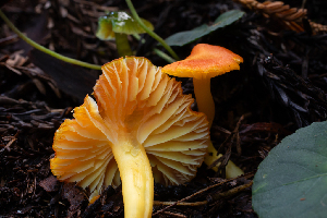  ( - HAY-F-004823)  @11 [ ] by-nc (2023) Dean Lyons Fungal Diversity Survey