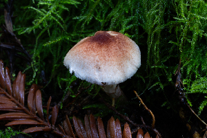  ( - HAY-F-004820)  @11 [ ] by-nc (2023) Dean Lyons Fungal Diversity Survey