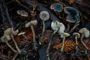  (Pseudobaeospora - HAY-F-004774)  @11 [ ] by-nc (2023) Dean Lyons Fungal Diversity Survey