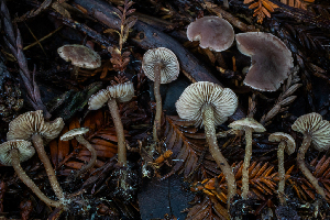  ( - HAY-F-004774)  @11 [ ] by-nc (2023) Dean Lyons Fungal Diversity Survey