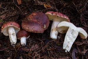  ( - HAY-F-004819)  @11 [ ] by-nc (2023) Dean Lyons Fungal Diversity Survey