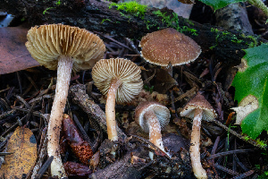  (Inocybe sp. CA36 - HAY-F-004784)  @11 [ ] by-nc (2023) Dean Lyons Fungal Diversity Survey