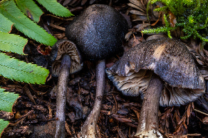  ( - HAY-F-004780)  @11 [ ] by-nc (2023) Dean Lyons Fungal Diversity Survey