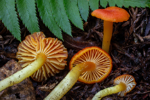  ( - HAY-F-004827)  @11 [ ] by-nc (2023) Dean Lyons Fungal Diversity Survey