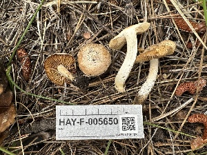  ( - HAY-F-005650)  @11 [ ] c (2023) Rudy Diaz Fungal Diversity Survey