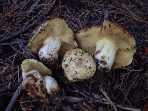 ( - HAY-F-003807)  @11 [ ] by-nc (2023) Sadie Hickey Fungal Diversity Survey
