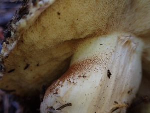  ( - HAY-F-003807)  @11 [ ] by-nc (2023) Sadie Hickey Fungal Diversity Survey