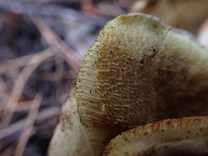  ( - HAY-F-003807)  @11 [ ] by-nc (2023) Sadie Hickey Fungal Diversity Survey