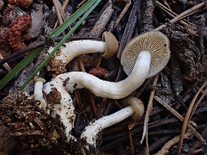  (Tricholyophyllum - HAY-F-003808)  @11 [ ] by-nc (2023) Sadie Hickey Fungal Diversity Survey