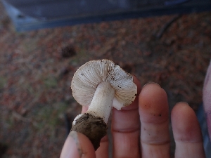  (Inocybe sp. CA50 - HAY-F-003374)  @11 [ ] by-nc (2023) Sadie Hickey Fungal Diversity Survey