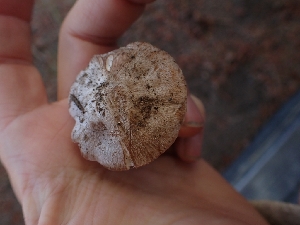  ( - HAY-F-003374)  @11 [ ] by-nc (2023) Sadie Hickey Fungal Diversity Survey