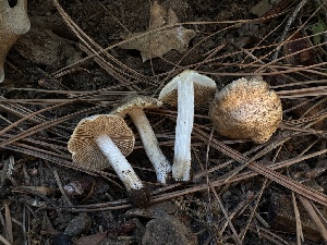  ( - LA-F-000162)  @11 [ ] c (2023) Rudy Diaz Fungal Diversity Survey