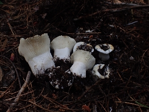  (Russula cascadensis - HAY-F-003494)  @11 [ ] by-nc (2023) Sadie Hickey Fungal Diversity Survey