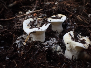  ( - HAY-F-003494)  @11 [ ] by-nc (2023) Sadie Hickey Fungal Diversity Survey