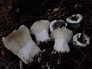  ( - HAY-F-003494)  @11 [ ] by-nc (2023) Sadie Hickey Fungal Diversity Survey