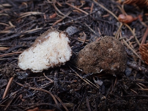  (Geopora sp. CA01 - HAY-F-003496)  @11 [ ] by-nc (2023) Sadie Hickey Fungal Diversity Survey