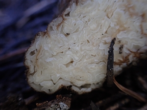  ( - HAY-F-003496)  @11 [ ] by-nc (2023) Sadie Hickey Fungal Diversity Survey