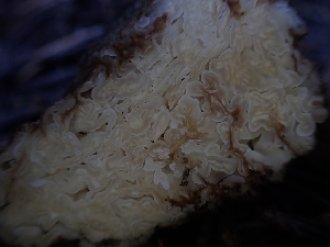 ( - HAY-F-003496)  @11 [ ] by-nc (2023) Sadie Hickey Fungal Diversity Survey
