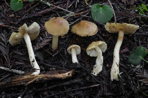  (Inocybe sp. mixtilis-PNW61 - HAY-F-004719)  @11 [ ] by-nc (2023) Taye Bright Fungal Diversity Survey
