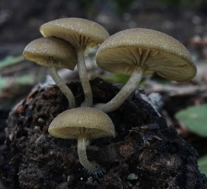  ( - HAY-F-004723)  @11 [ ] by-nc (2023) Taye Bright Fungal Diversity Survey