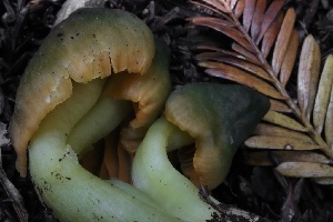  ( - HAY-F-004725)  @11 [ ] by-nc (2023) Taye Bright Fungal Diversity Survey